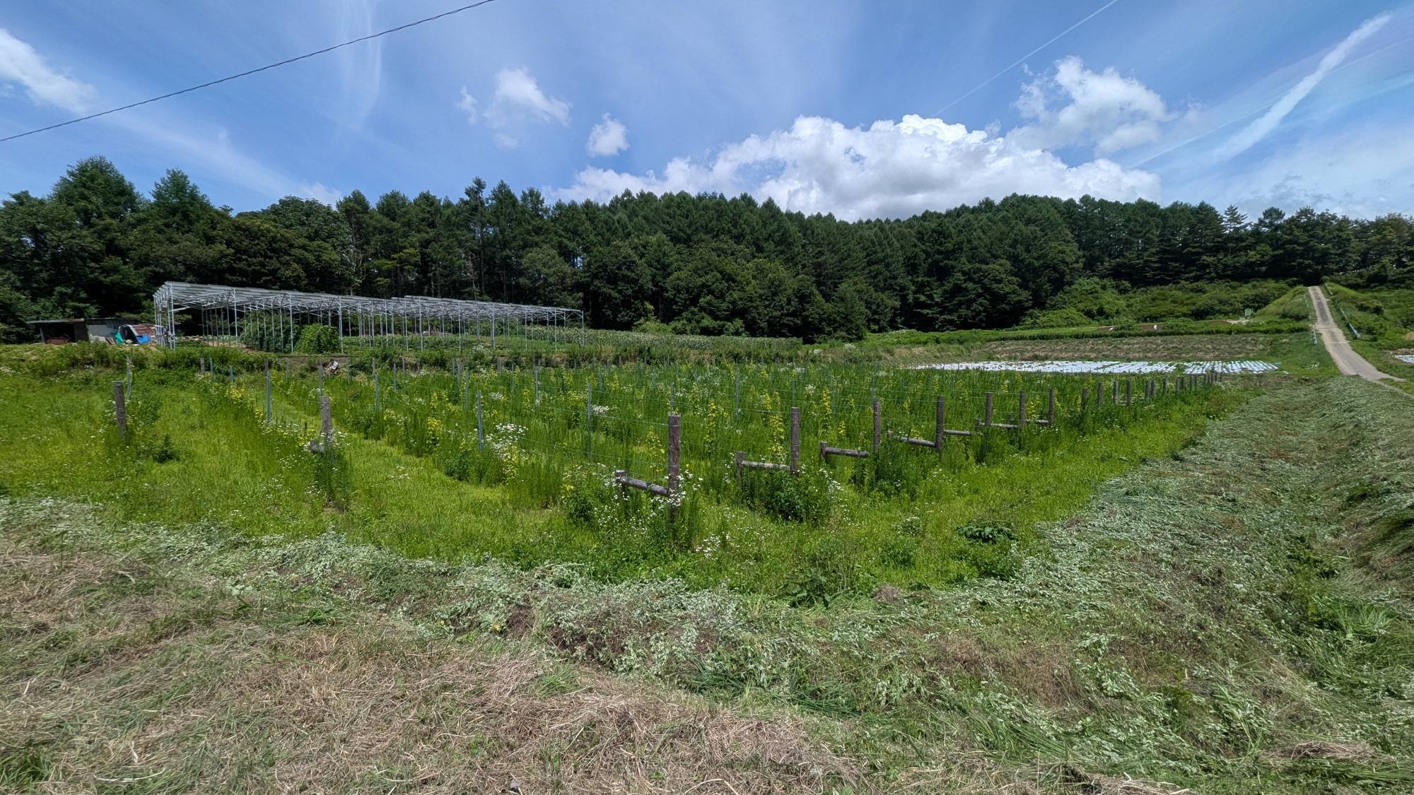 夏の小海町の圃場。垣根に仕立てたぶどうの列と、奥に広がる森